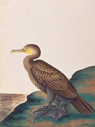 Großer Kormoran, aus Zeichnungen von Vögeln aus Malakka, ca. 1805-18 von Chinese School